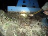 Tarantulas hiding place
