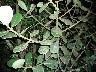 Tough leaved plant never gets eaten by insects