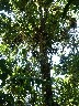 Tree showing vines and aerial roots and all the epiphytes that live in the tree