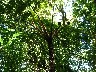 Tres Hermanos Monkey Tree Fern