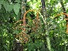Unique plant again with riper fruit