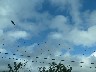 Vultures flying everywhere