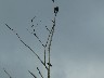 Vultures up a tree