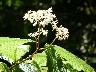 Wild begonia