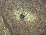 Wolf spider 1