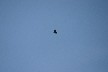 Black Vulture