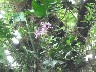 Epiphytes in tree high up