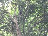 Female Quetzal