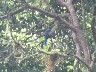 Female Quetzal 1