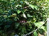 Flowers 1