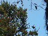 Golden bellied flycatcher 1