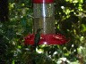 Green humming bird