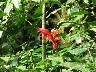 Hibiscus family