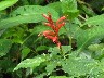 Hibiscus family 1