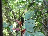 Humming birds 1