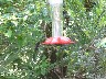 Humming birds Green with big eye