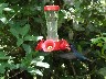 Humming birds Purple blue