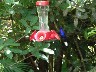 Humming birds Violet Sabre wing