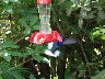 Humming birds Violet Sabre wing 1