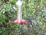 Humming birds Violet Sabre wing 2