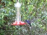 Humming birds Violet Sabre wing 3