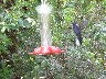 Humming birds Violet Sabre wing probably the best