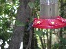 Humming birds White Eye