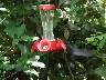 Humming birds purple blue 1