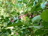 More epiphytes up in the trees