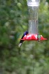 Rufus tailed Humming bird