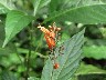 Salvia family