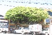 Tree House restaurant