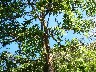 Tree in blossom