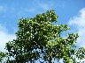 Trogon or emerald toucanette in tree blow it up