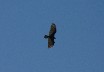 Turkey vulture