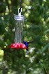 Violet Sabre wing Humming bird