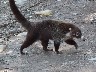 White faced Coati mundi 1