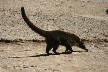 White faced coati mundi walking across the car park