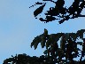 Yellow bird