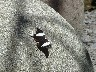 Black and white butterfly