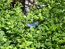 Butterflies in the museum