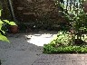 Butterfly in flight
