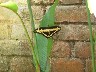 Butterfly yellow and black