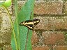 Butterfly yellow and black 1