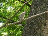 Dove