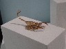 Gold scorpion