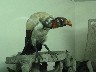 King vulture