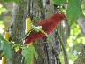Summer tanager