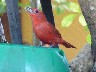 Summer tanager 1