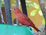 Summer tanager 2